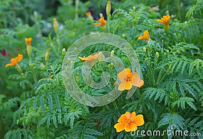 Blooming tagetes tenuifolia plant in the park. Stock Photo