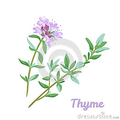 Blooming thyme icon isolated on white background. Vector Illustration