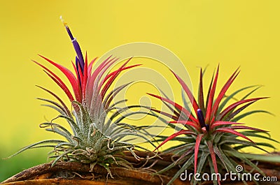 Blooming Tillandsia ionantha Stock Photo