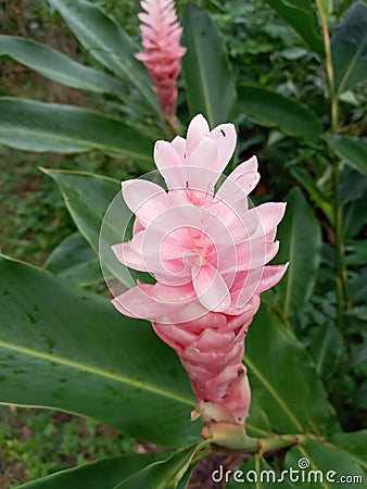 Blooming torch ginger Stock Photo