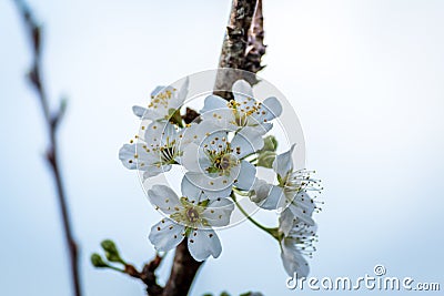 Blooming tree Stock Photo