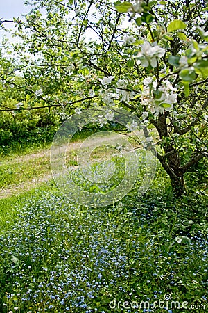 Blooming tree and flowers Stock Photo