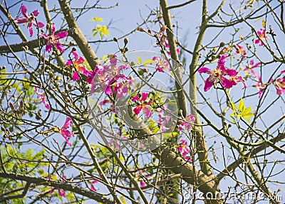 Blooming tree with pink flowers Israel. Stock Photo