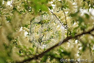 Blooming tree Stock Photo