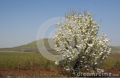 Blooming tree in the middle of the road in Golan Heights Stock Photo