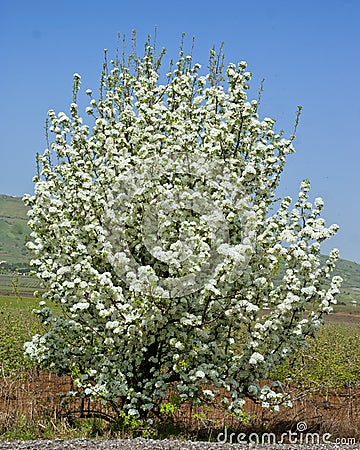 Blooming tree in the middle of the road in Golan Heights Stock Photo