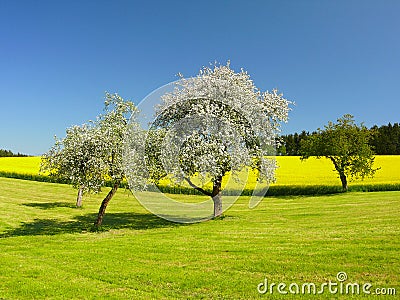 Blooming trees Stock Photo