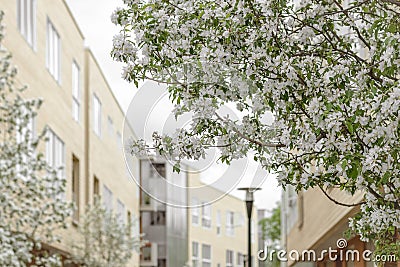 Blooming trees in a spring city Stock Photo