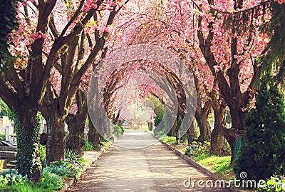 Blooming trees in spring Stock Photo