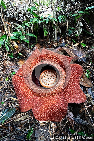 Blooming tropical giant flower Rafflesia keithii also know as corpse flower Stock Photo