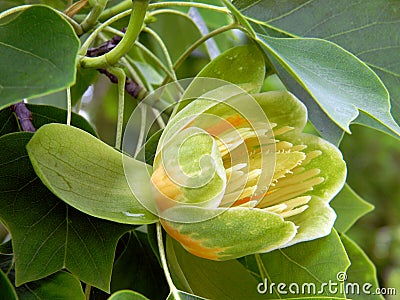 Blooming tropical tree Stock Photo