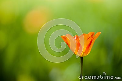 Blooming tulip Stock Photo