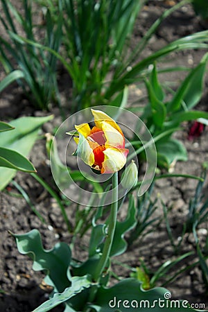 A blooming tulip in a sunlit flowerbed. Stock Photo