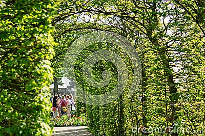 Blooming tulips flowerbeds in Keukenhof flower garden, Netherlands Editorial Stock Photo