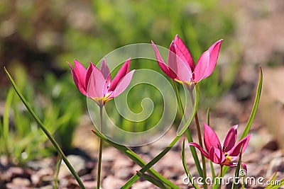 Blooming tulips. Stock Photo