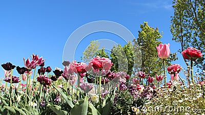 Blooming Tulips And Flowers With Young Leaves Stock Photo