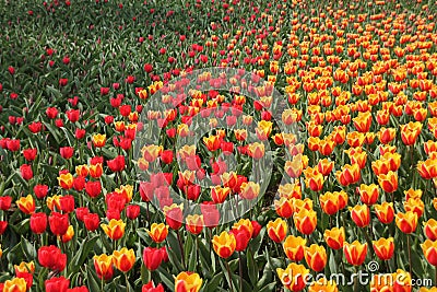 Blooming tulips in spring. Stock Photo