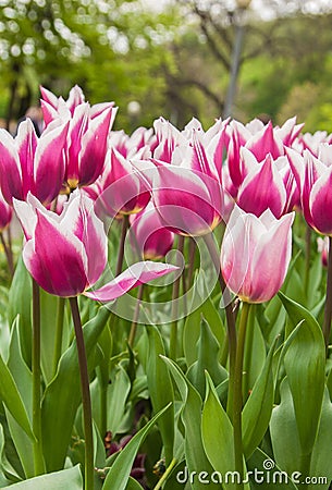 Blooming tulips Triumph cultivar group Stock Photo