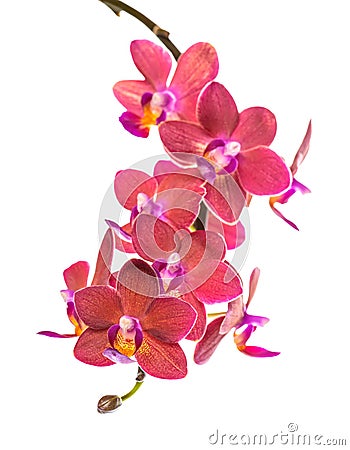 Blooming twig of beautiful red orchid, phalaenopsis is isolated Stock Photo