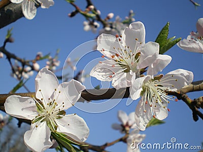 Blooming twig peach close-up white flowers with stamens Stock Photo
