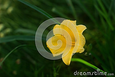 Blooming unusual yellow mini daylilies, grown on a home flower bed. Stock Photo