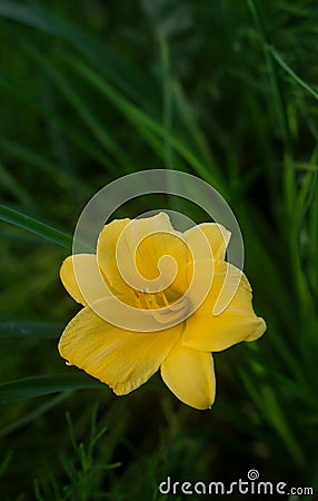 Blooming unusual yellow mini daylilies, grown on a home flower bed. Stock Photo