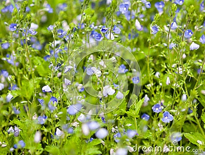 Blooming veronica in the green meadow Stock Photo