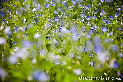 Blooming veronica in the green meadow Stock Photo