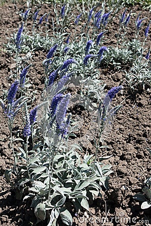 Blooming Veronica incana with lavender-colored spikes Stock Photo