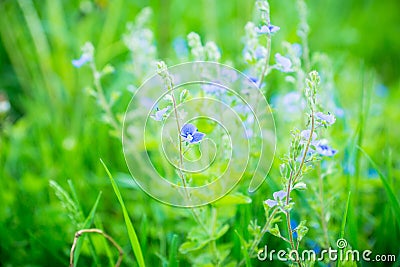 Blooming Veronica Officinalis flower Stock Photo