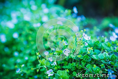 Blooming Veronica Officinalis flower Stock Photo