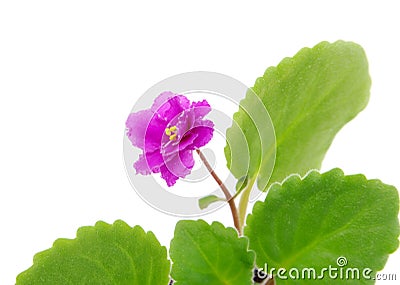 Blooming violet cultivar Sun Sizzle Stock Photo