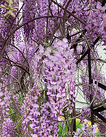 Blooming violet flowers of Chinese wisteria. Purple wisteria tree. Stock Photo