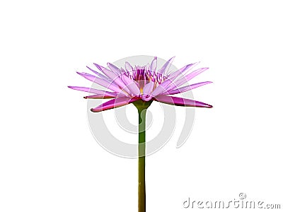 Blooming violet lotus flower Stock Photo