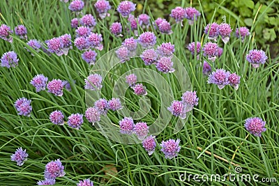 Blooming violet onion Stock Photo