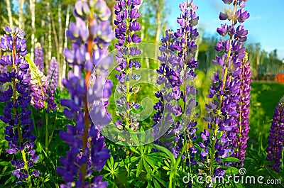 Blooming violet and pink lupine flowers Stock Photo