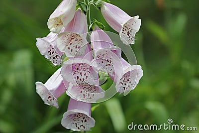 Blooming vivid wild purple Foxglove ,Digitalis flowers Stock Photo