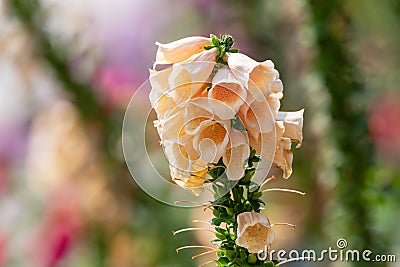 Blooming vivid wild yellow Foxglove - Digitalis - flowers Stock Photo