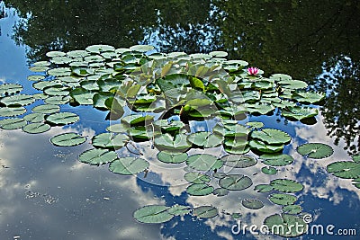 Flowering water lilies on the city pond. Stock Photo
