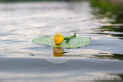 Blooming Water Lily. Yellow water Lily blooms on the river. Nenuphar Stock Photo