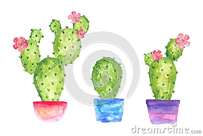 Blooming watercolor three cactus set in pots with flowers, watercolor drawing Cartoon Illustration