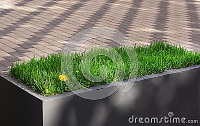 Blooming weed on a green lawn. Urban greening concept Stock Photo