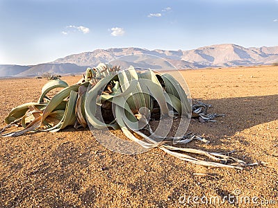 Blooming Welwitschia mirabilis in the desert of central Namibia Stock Photo