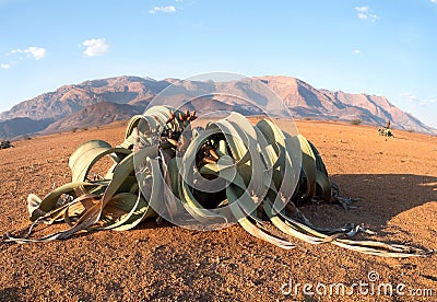 Blooming Welwitschia mirabilis in the desert of central Namibia Stock Photo