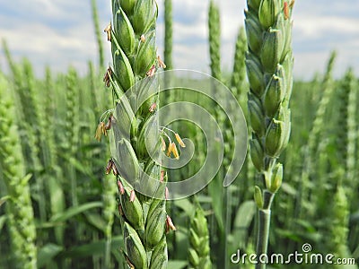 Blooming wheat (Triticum aestivum), anthers ont the ears. Stock Photo
