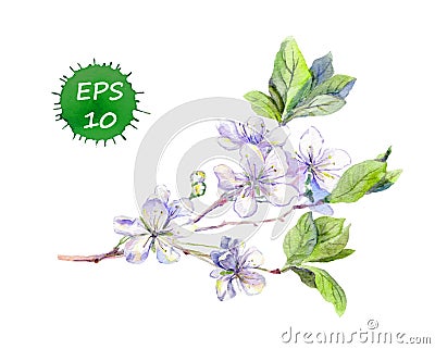 Blooming white cherry flowers japanese sakura. Watercolour Vector Illustration