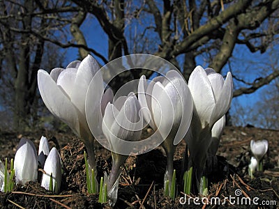 Blooming white crocuses Stock Photo