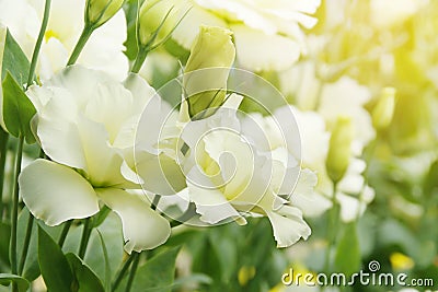 Blooming White Eustoma, Lisianthus Flowers in the Garden Stock Photo