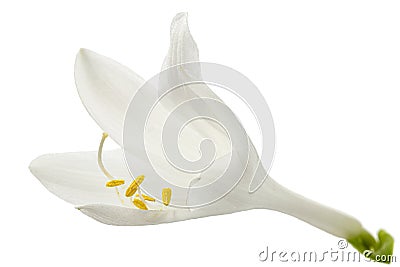 Blooming white flower of Hosta, also Funkia, family of Asparagus lat. Asparagales, on white background Stock Photo