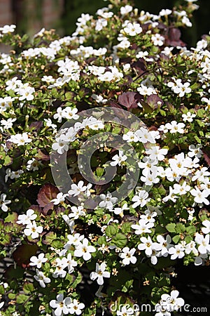 Blooming white flowers Stock Photo